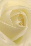 This immersive photograph brings you almost inside the heart of a creamy white rose, its petals spiraling in gentle, overlapping whorls that draw the eye-and the imagination-into the very soul of the flower. There's a palpable softness: each petal appears nearly weightless and tender, highlighted by delicate shadows that lend depth and a sense of quiet drama, much like the stillness early in the morning beside Bellingham's parks. The softly luminous cream tones impart a sense of calm and peace, ideal for those seeking to send an understated bouquet that speaks volumes without words-whether offering sympathy or celebrating fresh beginnings. As a Bellingham florist, I see this rose as the embodiment of pure, heartfelt intention; its flawless arrangement and subtle curves mirror the care and craftsmanship behind every hand-picked bouquet delivered locally. There is a fleeting impression of sweet scent-the type that gently permeates a room, inviting memories and solace. The artistry is not only in the bloom's visual perfection but in the emotion it quietly conveys, making this rose the perfect floral messenger for moments when compassion, admiration, or remembrance are best expressed softly, from one neighbour to another in Bellingham.